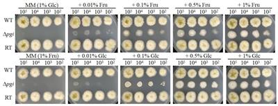 Phosphoglucose Isomerase Plays a Key Role in Sugar Homeostasis, Stress Response, and Pathogenicity in Aspergillus flavus